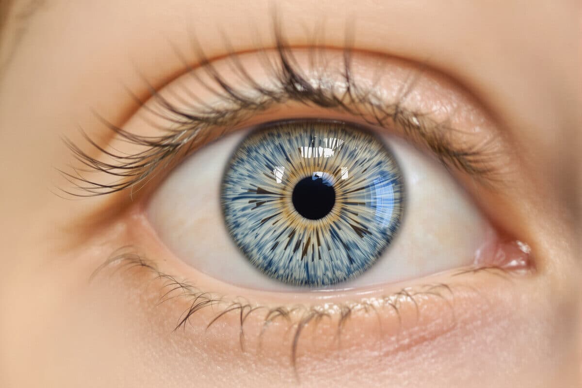 The Science Behind Iris Patterns: What Research Tells Us